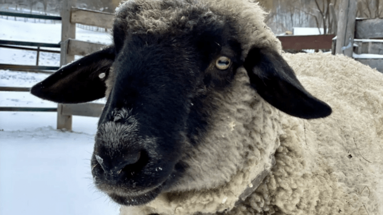 Animal Sanctuaries Face Winter Crisis