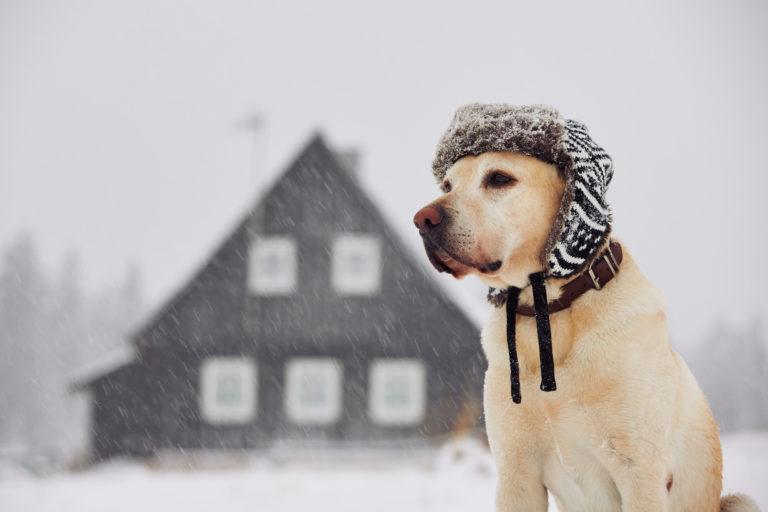 Freezing Temperatures Returning; Here Are Some Tips for Keeping Pets Safe