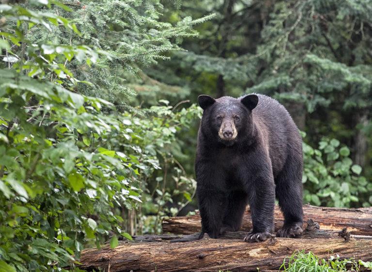 Bear With Us: Learn To Live Responsibly With Black Bears