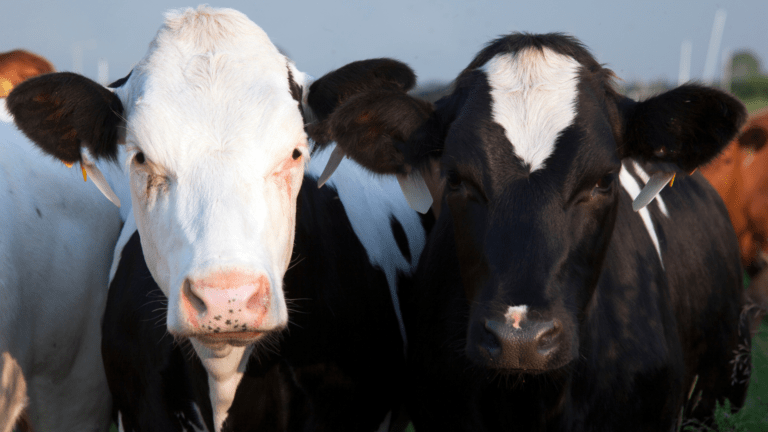 Times Union: Avian Flu Fears Prompt Tighter Controls on NY Dairy Cattle
