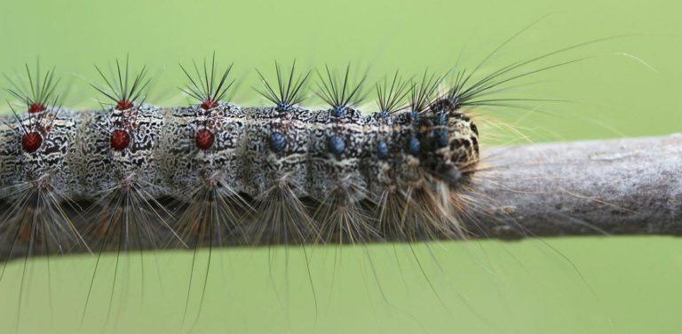 Spongy Moth Caterpillars Return