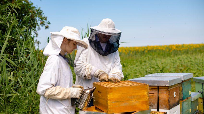 Two people in beekeeping suits tending to a hive.