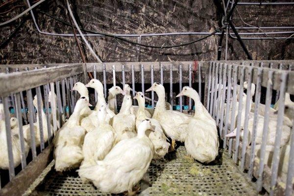 New York Supreme Court Upholds Right of Local Foie Gras Farms to Sell the Duck Delicacy in NYC