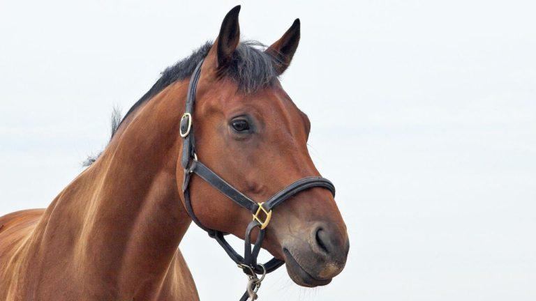 NY Agriculture Department Urges Horse Owners to Vaccinate Their Animals Against Disease