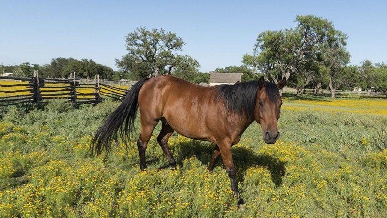 Rare Eastern Equine Encephalitis Confirmed in Ulster County