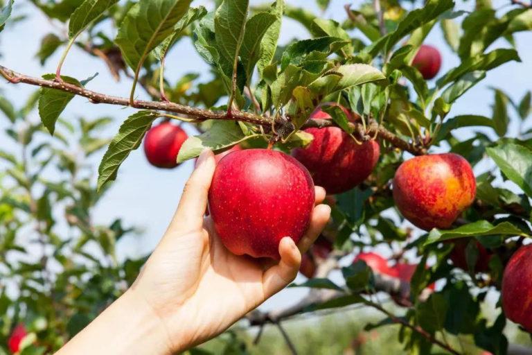 After a ‘Devastating’ Frost, Upstate NY On Track for Its Best Apple Harvest in Decades