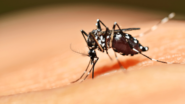 NY Declares EEE “Imminent Threat” After Ulster County Resident Dies from Rare Mosquito-Borne Virus