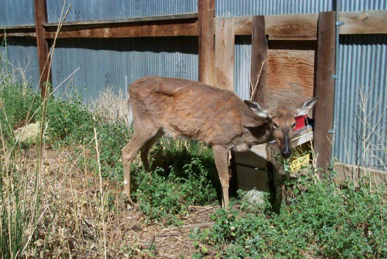 New York State Confirms First Case of Chronic Wasting Disease