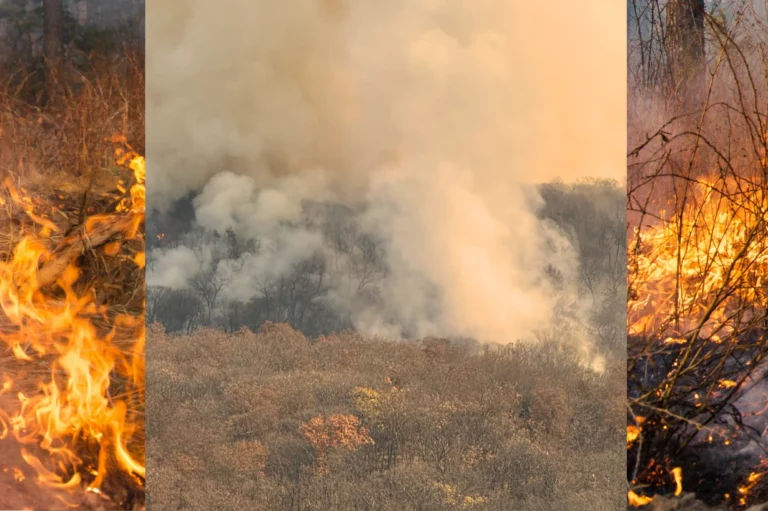 New York Isn’t Ready to Fight More Wildfires