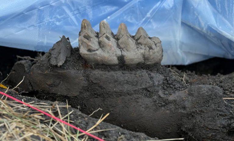 Mastodon Jaw Unearthed in Orange County Backyard