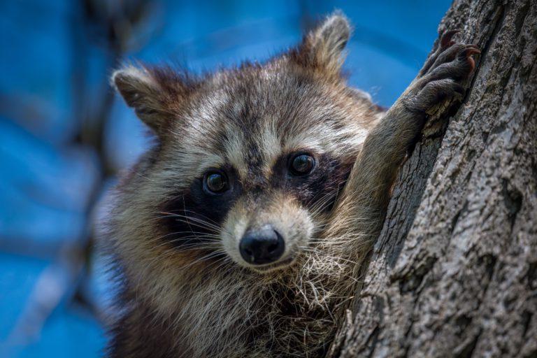 Public Health Director Confirms Rabies in Sullivan County Raccoon