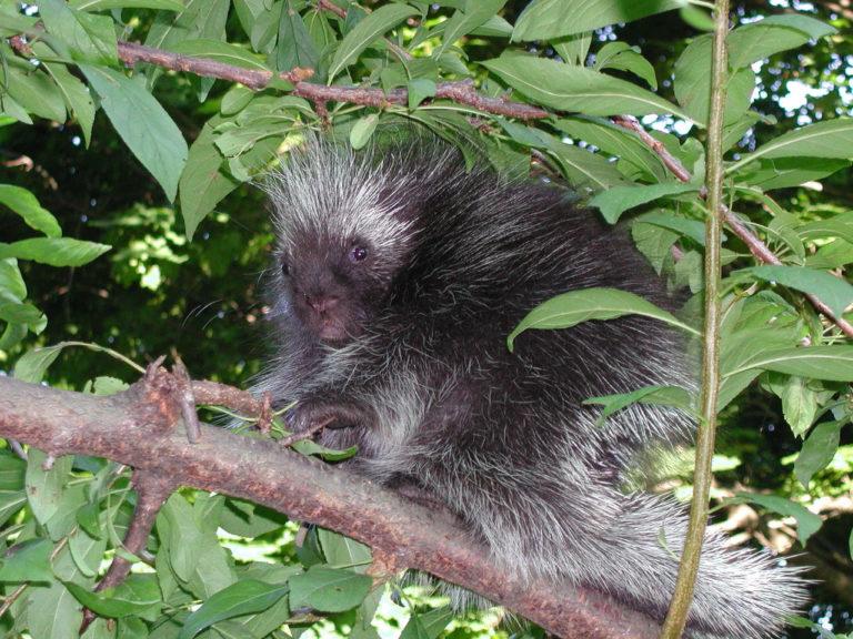 Kaatscast: Unveiling the Mysteries of the North American Porcupine