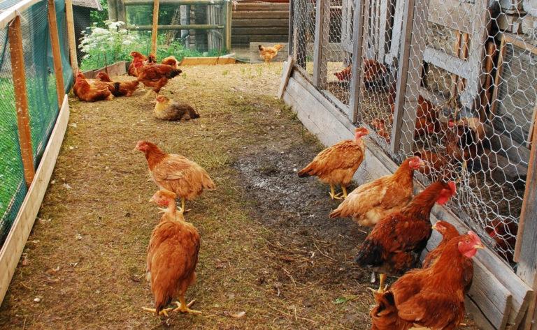 Experts Urge Caution to Stop Spread of Avian Flu