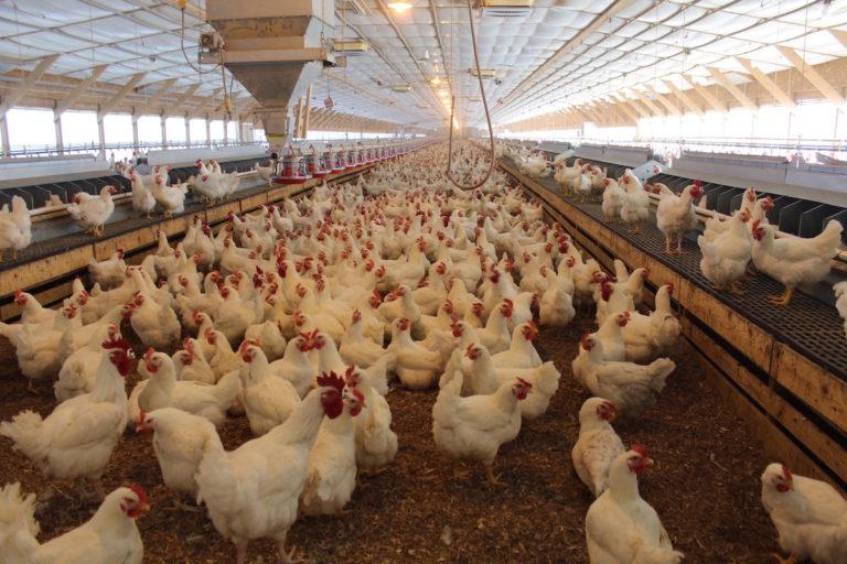 Bird Flu Confirmed in Delaware County as New York State Expands Testing Efforts