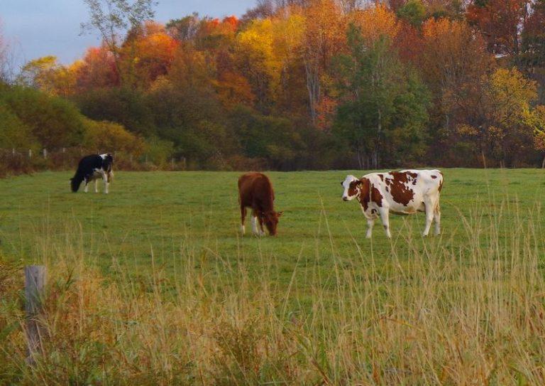 Wayne County Ag Day 2025 Set for February 17