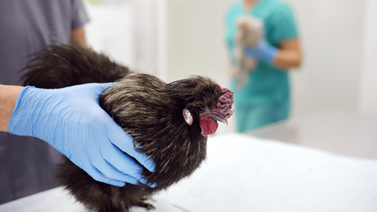 Understanding Bird Flu: Insights from Sullivan County Health Experts