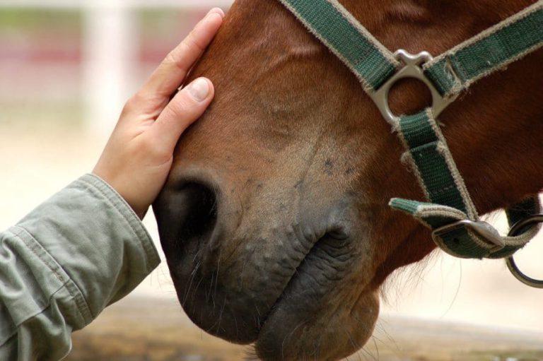 Equine Therapy: Bridging the Gap Between Humans and Horses