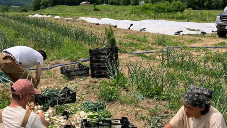 Catskills Agrarian Alliance: Where Mutual Aid and Food Sovereignty Meet