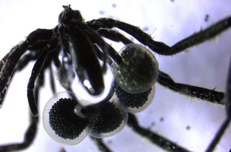 Science Stories with Joe Johnson