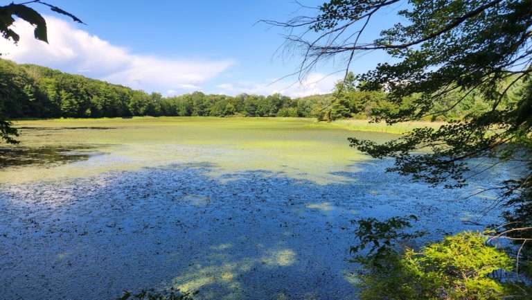 Q&A with The Catskill Center: How to Detect and Prevent Aquatic Invasive Species This Summer