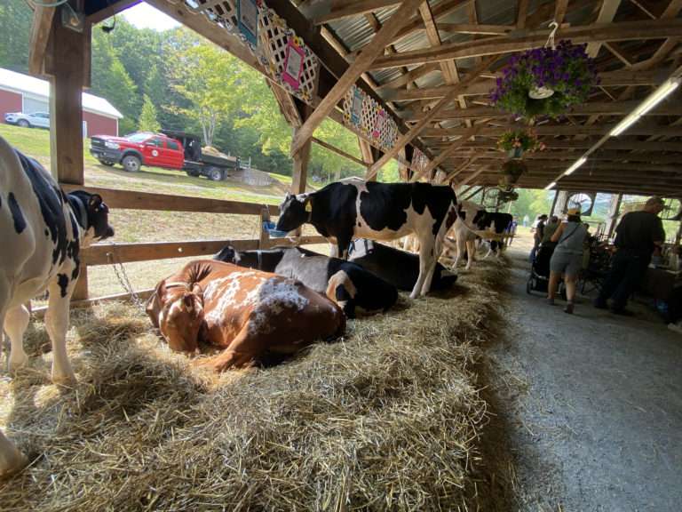 Alpacas, 4-H, and Lumberjacks at the 145th Grahamsville Little World’s Fair