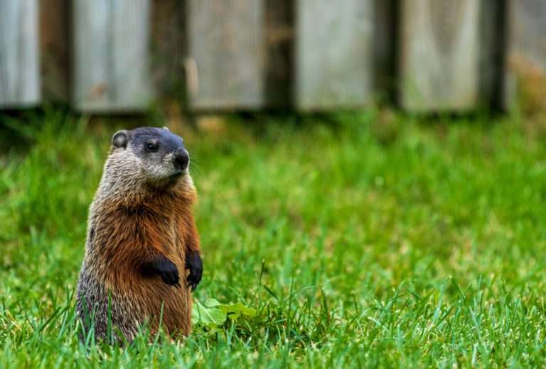 Groundhog Trouble: Tips from Finca Seremos