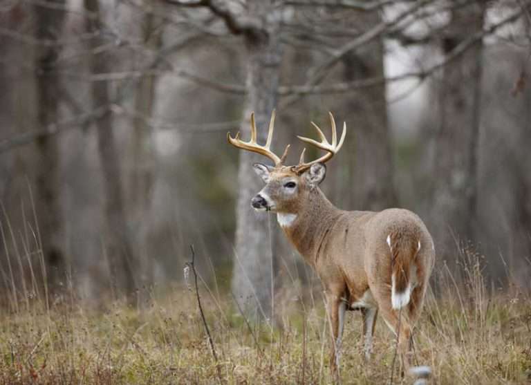 Hunters Across New York Donating Venison to Help Fight Hunger