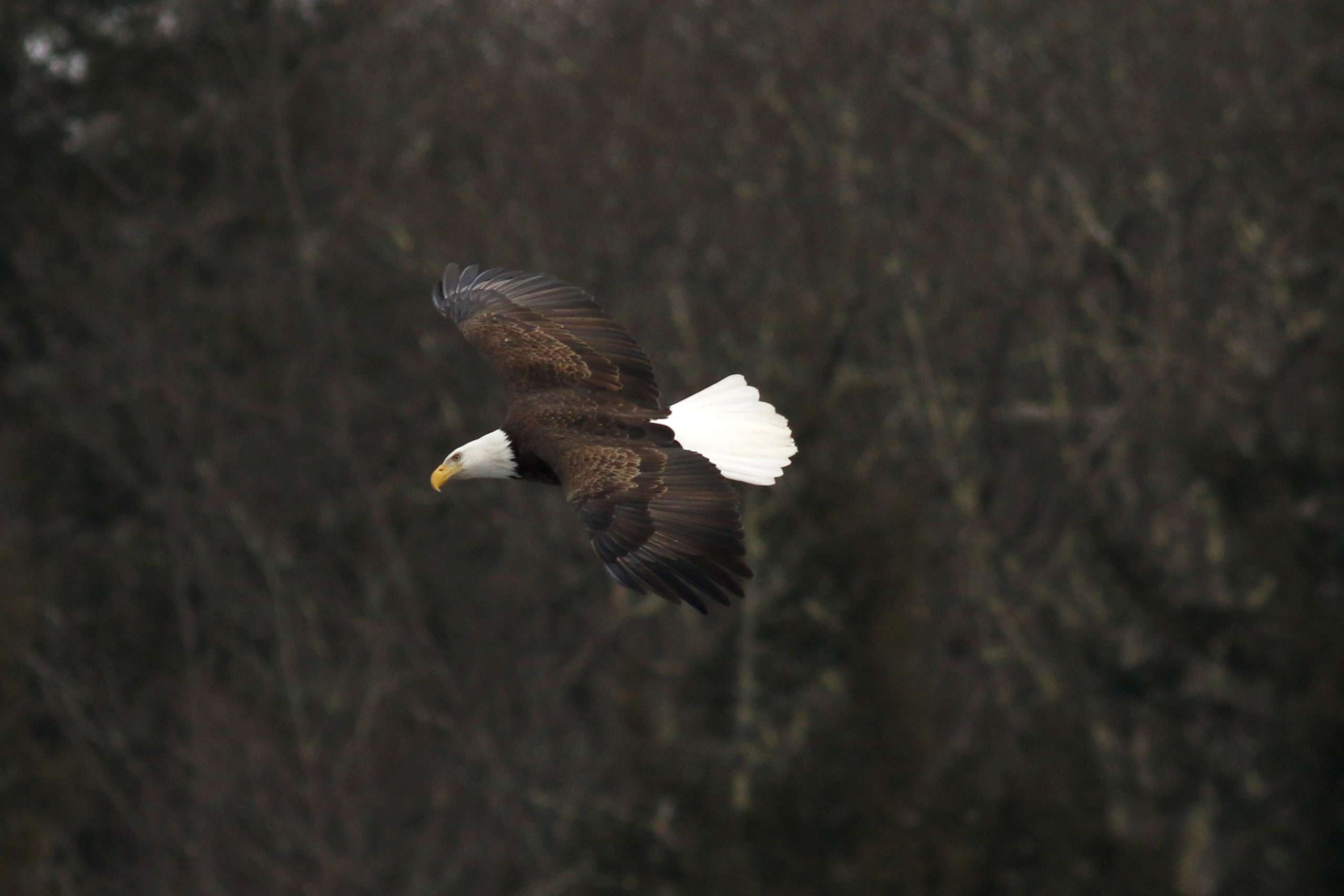 Winter Bald Eagle Watching Returns to the Upper Delaware River