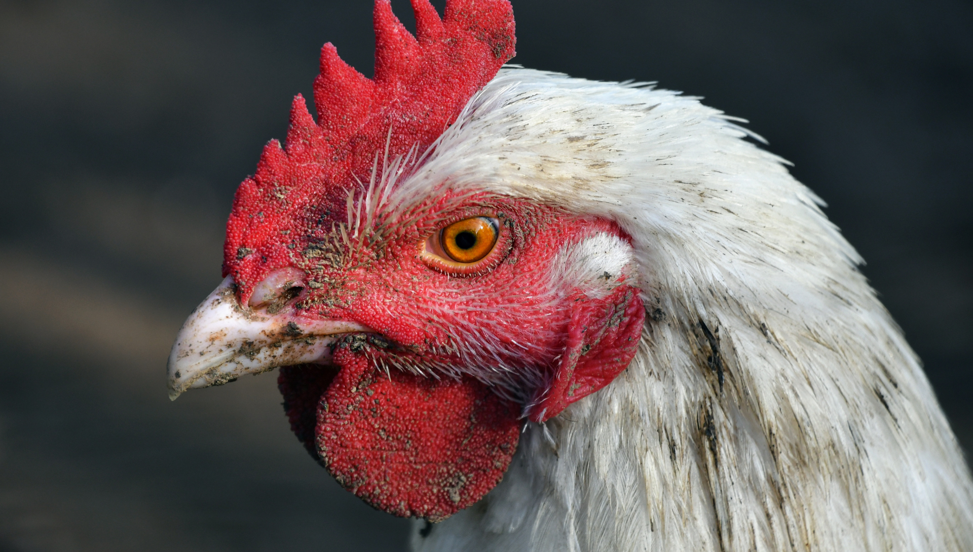 Bird Flu Detected in Orange County as Officials Monitor Spread Across New York